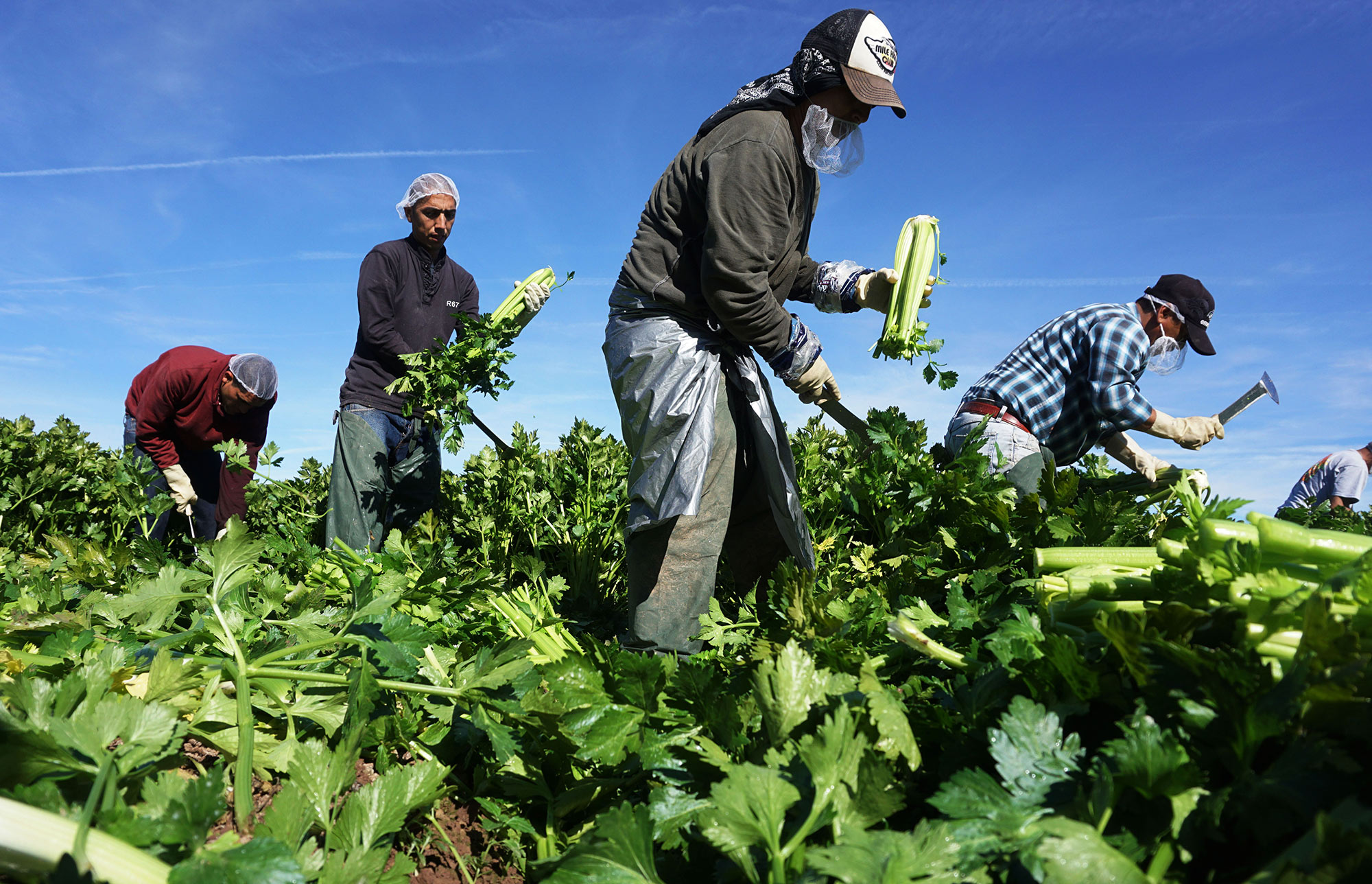 Farm Job in Canada