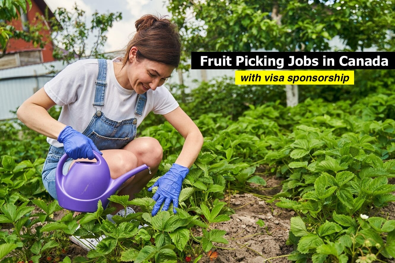 Fruit Picking Jobs in Canada